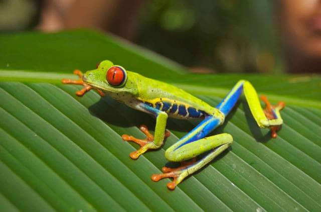 biology-and-zoology