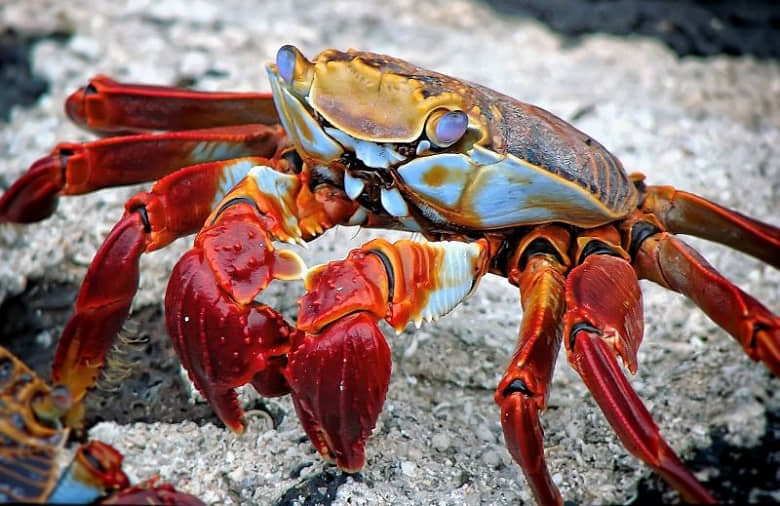 crab