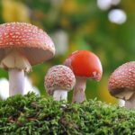 fungi