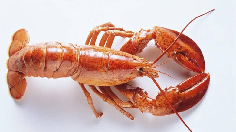 lobster