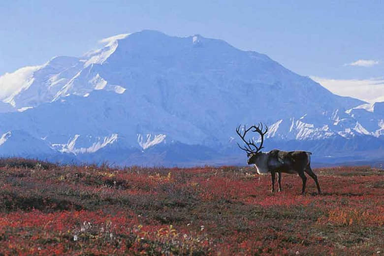 tundra