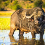 buffalo