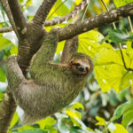 mammals