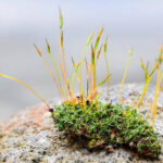 moss