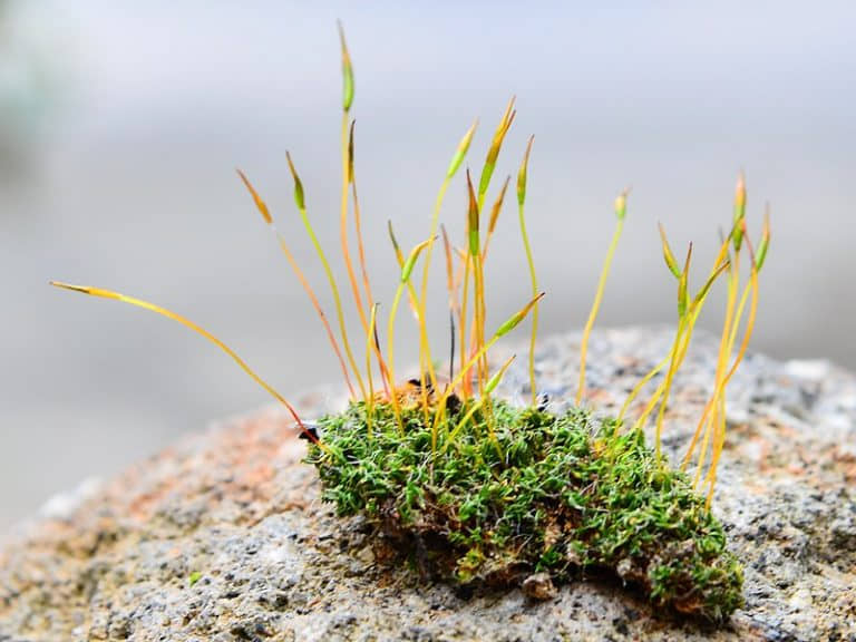 moss