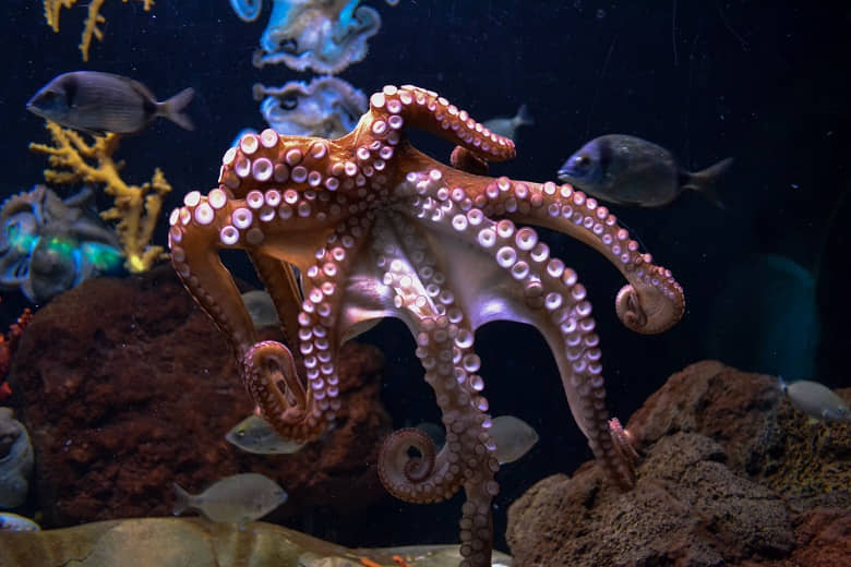octopus