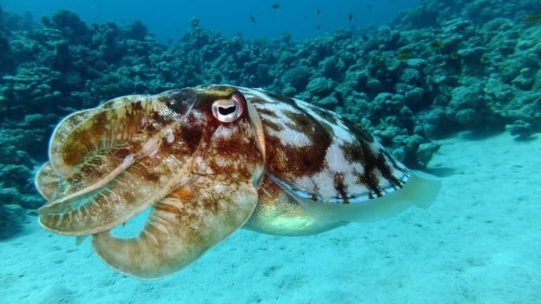 squid