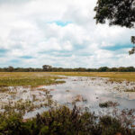 wetland