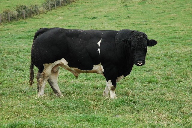 toro