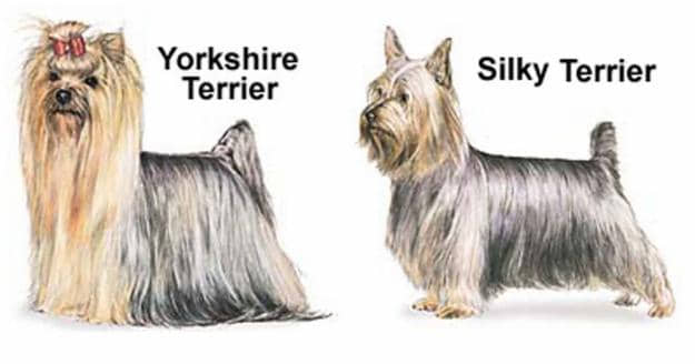 Yorkshire y Silky Terrier
