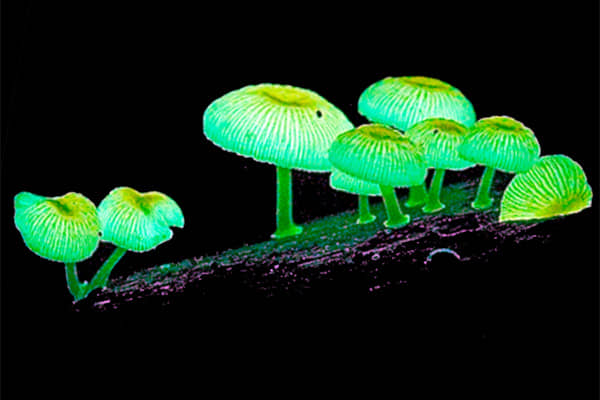 hongos fluorescentes